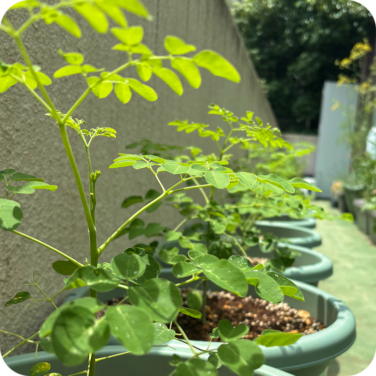 モリンガの苗